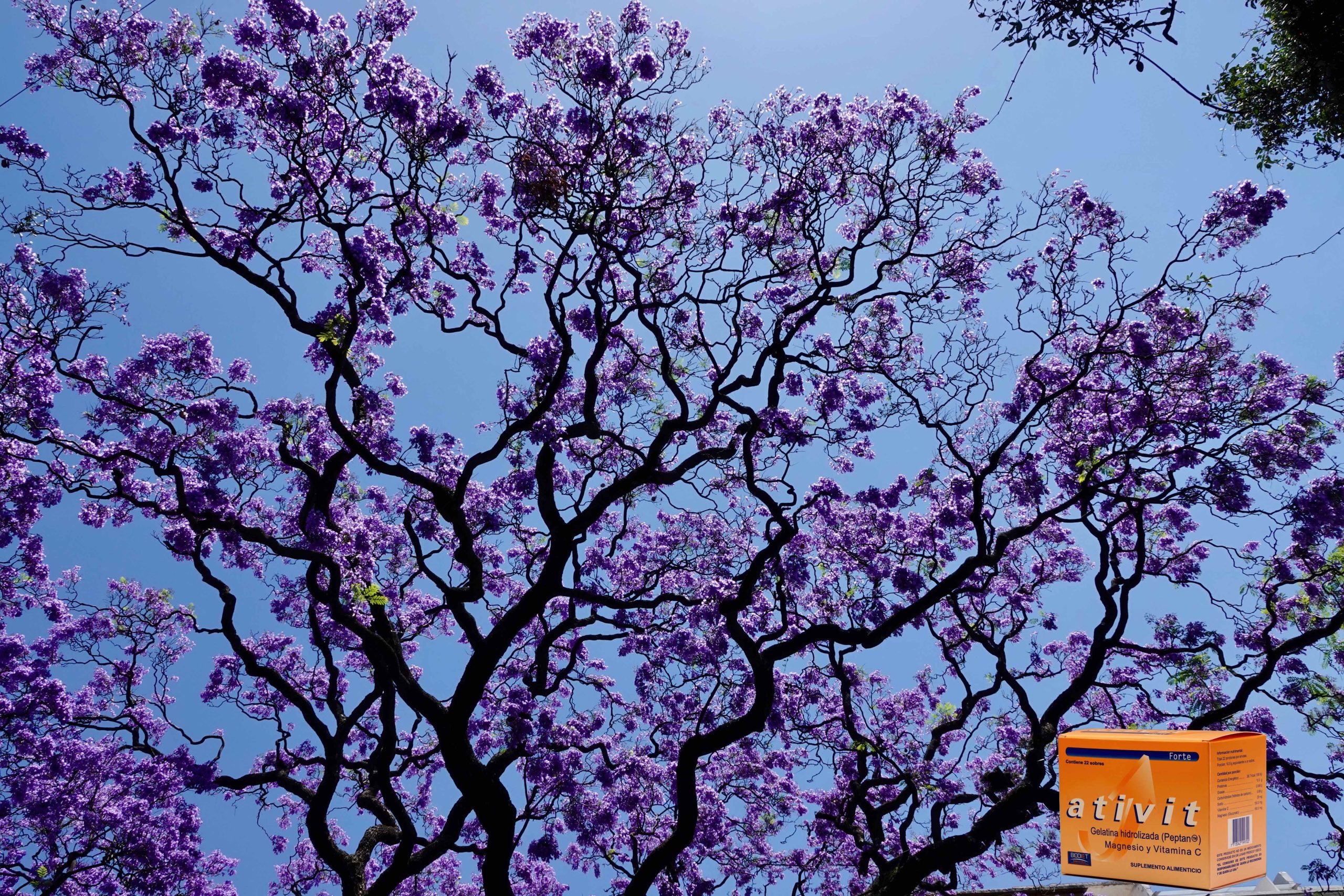 Ativit Jacaranda